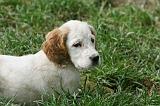 SETTER ANGLAIS 269